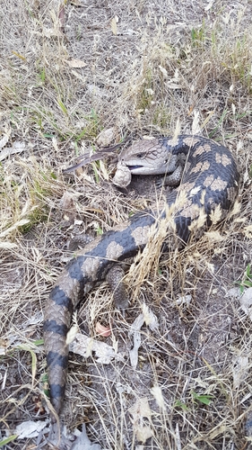Blotched Bluetongue, photo 5 of 9