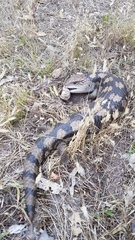 Blotched Blue-Tongued Lizard photo 5