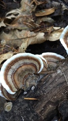 Trametes versicolor