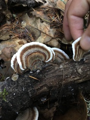 Trametes versicolor