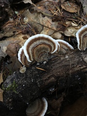 Trametes versicolor