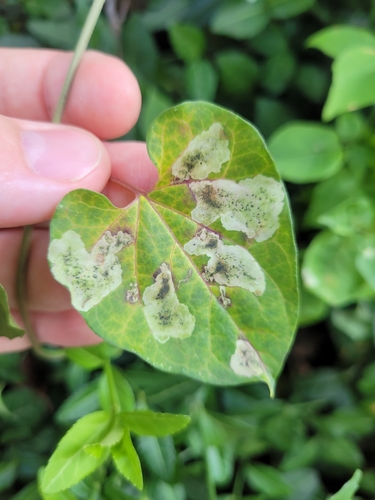 Milkweed Leaf-miner Fly photo 3