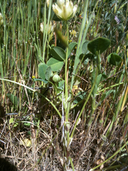 Trifolium fucatum