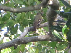 Myiarchus crinitus image