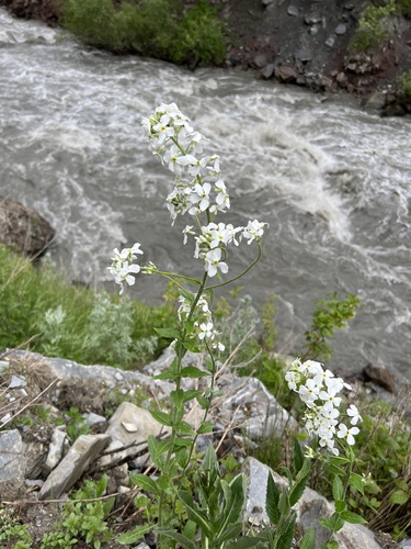 večernica voňavá (Hesperis matronalis)