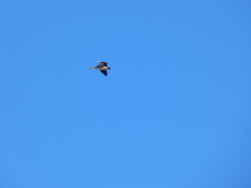 Egyptian Goose