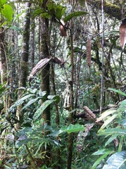 Cryptocarya