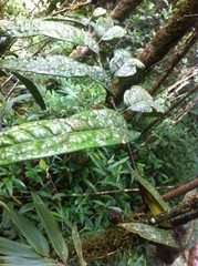 Cryptocarya