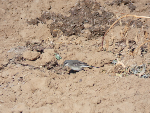 Common Cape Wagtail