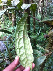 Cryptocarya