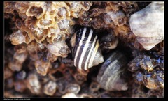 Littorina brevicula