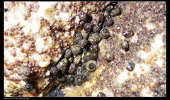 Littorina brevicula