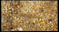 Luciogobius