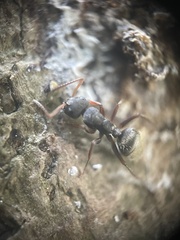Image of Camponotus mucronatus