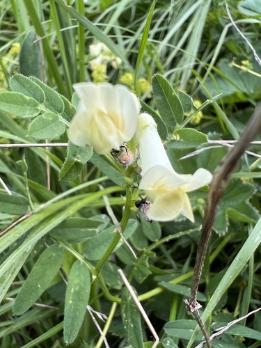 vika žltá (Vicia lutea)