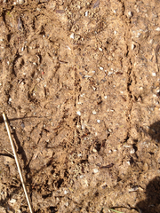 Solenopsis saevissima