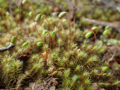 Breutelia pendula
