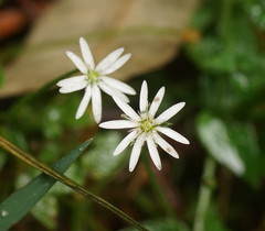 Stellaria flaccida
