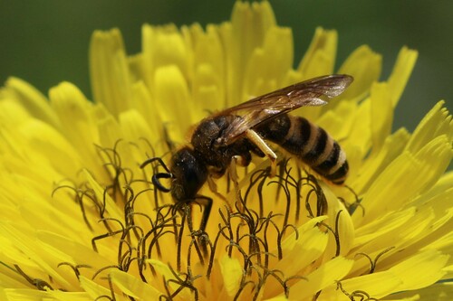 Great Banded Furrow Bee photo 5