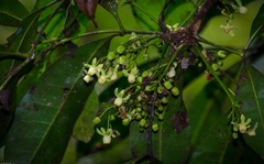 Anthocarapa nitidula