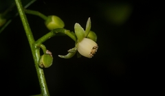 Anthocarapa nitidula