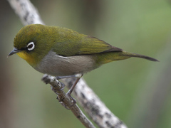 Cape White-Eye photo 4