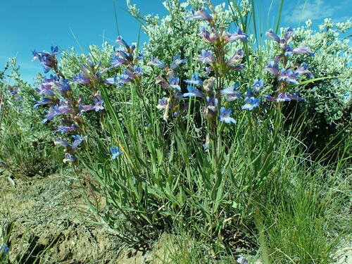 Matroot Penstemon (Penstemon radicosus)