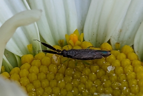 Common Flathorn Plant Bug photo 4
