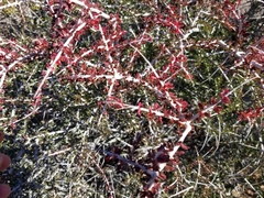 Prunus fasciculata