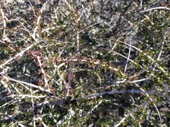 Prunus fasciculata