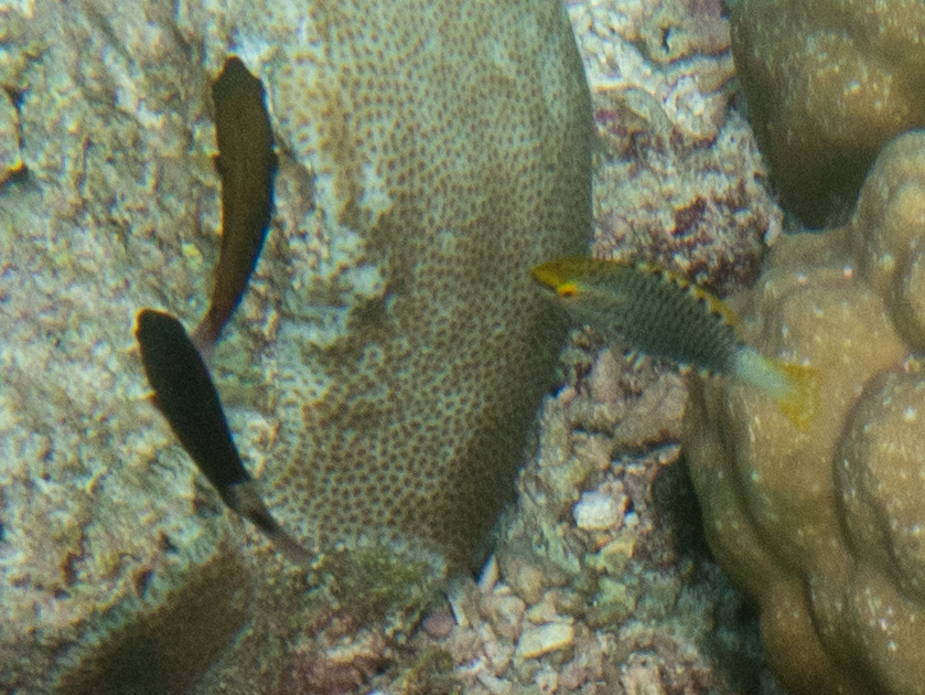 Blue-faced Parrotfish