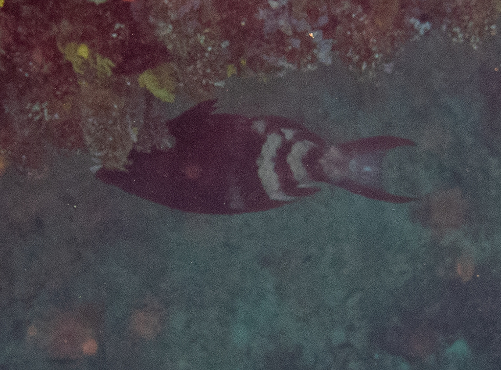 Redbarred Parrotfish