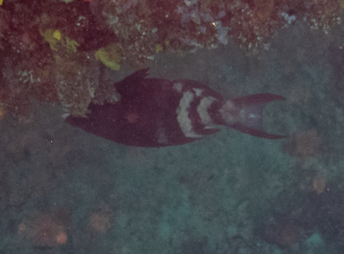 Redbarred Parrotfish