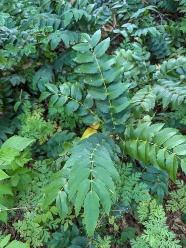 Mahonia nervosa