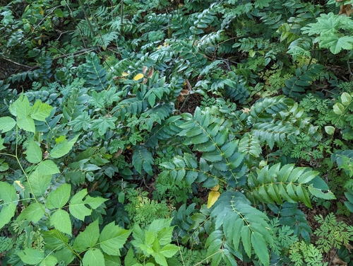 Mahonia nervosa