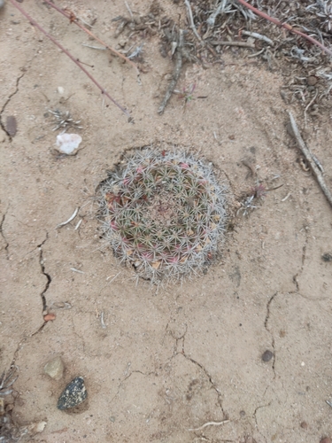 Mammillaria brandegeei