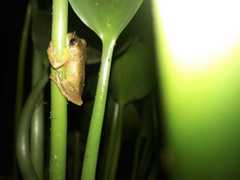 Dendropsophus bogerti