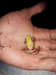 Dendropsophus bogerti