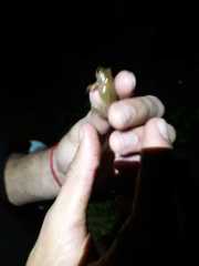 Dendropsophus bogerti