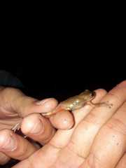 Dendropsophus bogerti