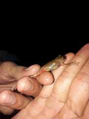 Dendropsophus bogerti