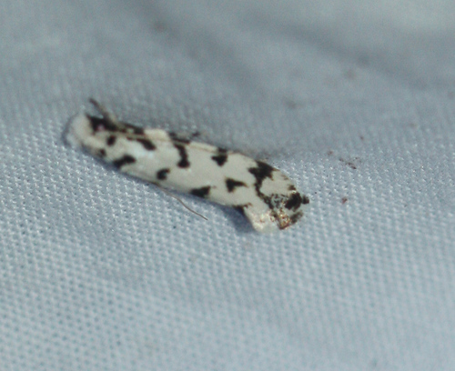 Fungus moth photo 5
