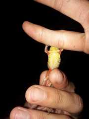Dendropsophus bogerti