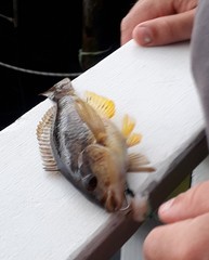 Notolabrus celidotus