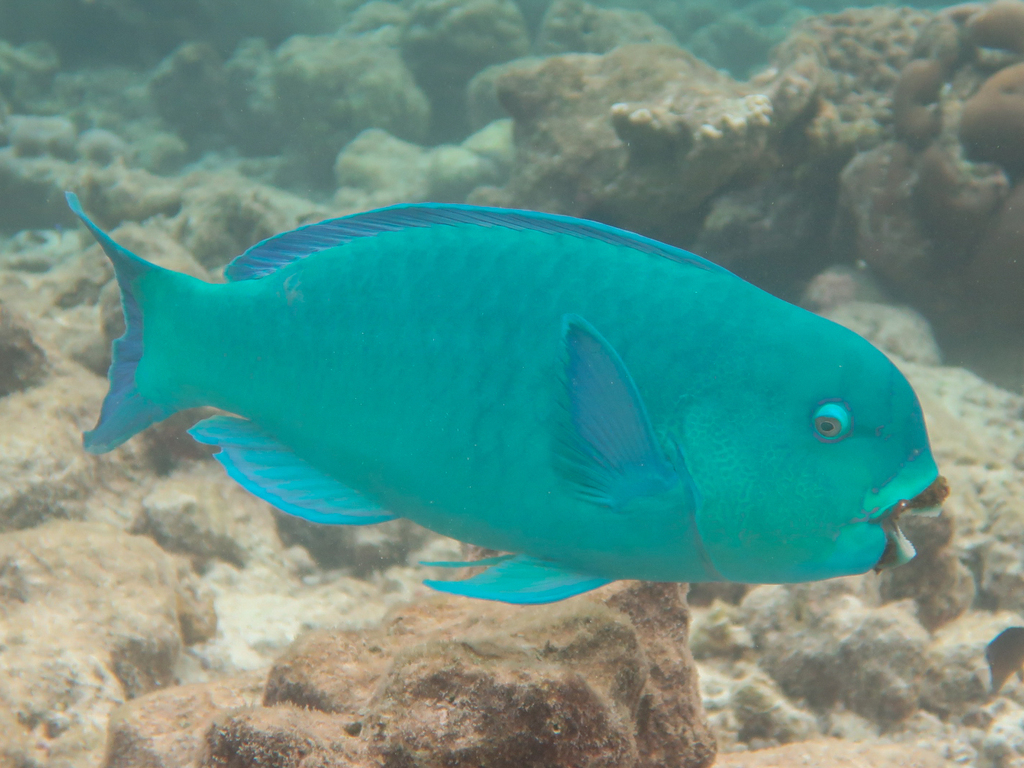 Captain Parrotfish