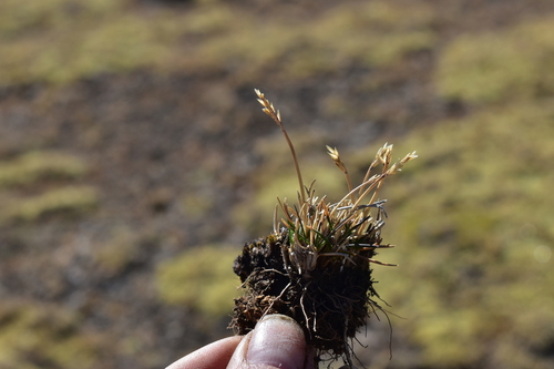 Poa aequigluma
