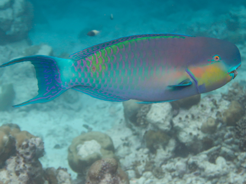 Steephead Parrotfish