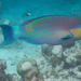 Roundhead Parrotfish - Photo (c) Storm Martin, some rights reserved (CC BY), uploaded by Storm Martin