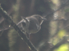 Chasiempis sclateri