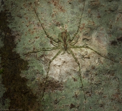 Tamopsis tweedensis